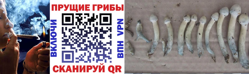 Купить закладки  Шарья  Псилоцибиновые грибы мухоморы 